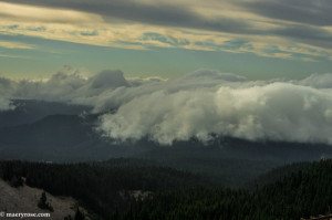 Mt Hood forest