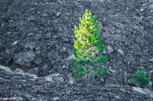 trees growing in lava field