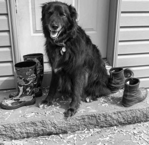 dog sitting on step