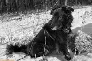 dog walk in the snow