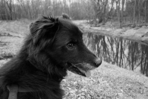 dog by branch of Mississippi River