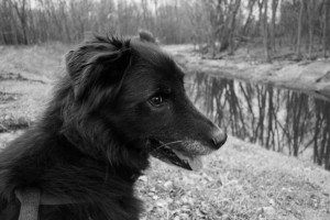 dog by branch of Mississippi River