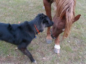 horse and dog