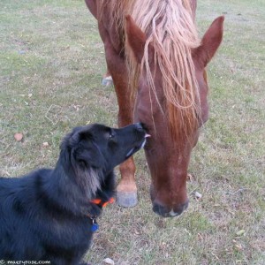 horse and dog