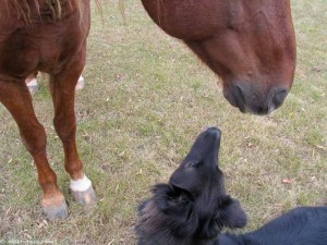 horse and dog