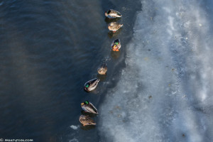 ducks on Rum River