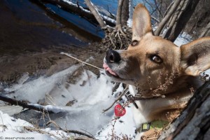 dog sticking its tongue out