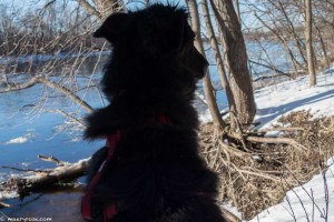 dog sitting by the river