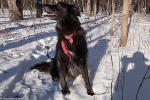 dog walk in the snow