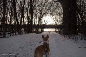 dog walk by river