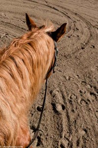 horseback riding