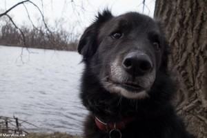 dog by Mississippi River