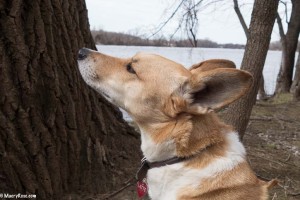 dog on Mississippi River