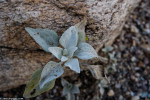 desert rock and plant