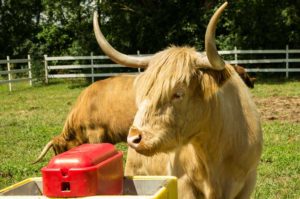 Highland Cattle