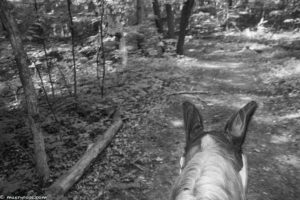 horse trail riding