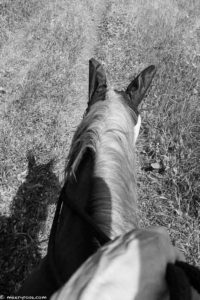 horse trail riding