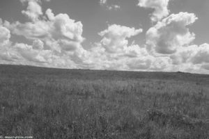 prairie restoration