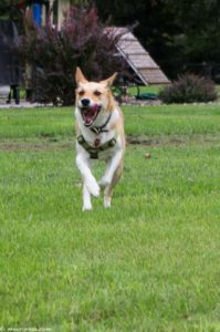 dog running