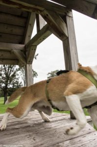 dog tired of being photographed