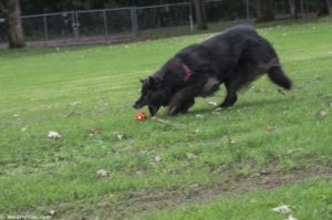 Dog fetching ball