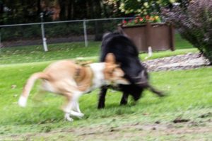 dogs playing