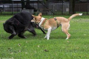 dogs playing