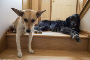 dogs waiting on steps