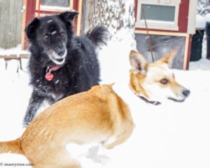 dogs playing in snow