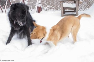 dogs playing