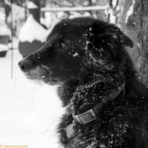 dog in the snow