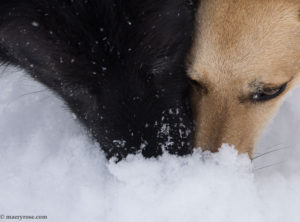 dogs sniffing the snow