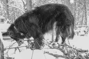 dog chewing on sticks