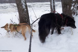 walking dogs by Mississippi River