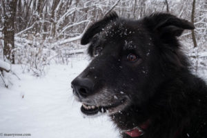 dog in snow