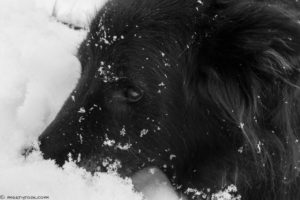 dog's nose buried in snow