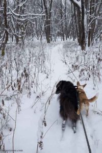 dogs walking in the snow