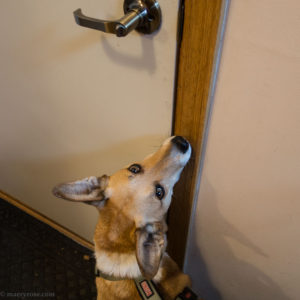 dog ready to head out the door