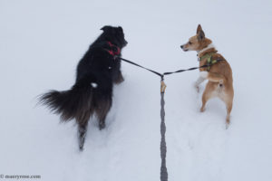 dogs walking in snow