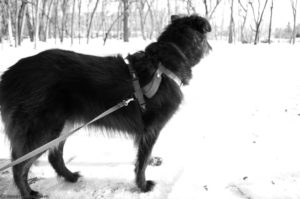 dog in the snow