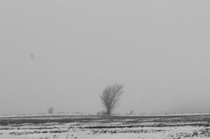 lone tree in a field