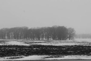 trees in a field