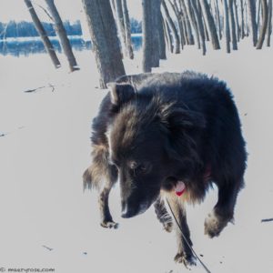 dog on the ice