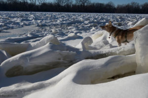 Dog looking out at Mississippi River