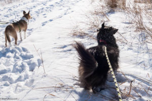 walking dogs at Crow Hassan Park