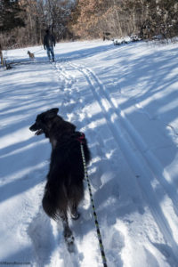 walking dogs at Crow Hassan Park