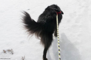 dog crossing the ice