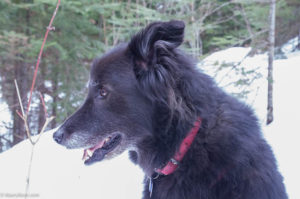 dog walk Gunflint Trail