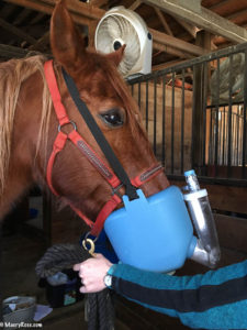 horse being nebulized