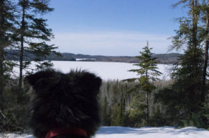 dog on Gunflint Trail